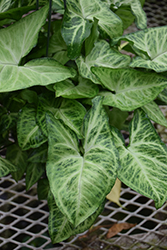 Falling Arrows White Butterfly Arrowhead Vine (Syngonium podophyllum 'White Butterfly') at Wolf's Blooms & Berries