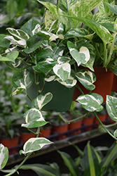 Beautifall N'Joy Pothos (Epipremnum aureum 'N'Joy') at Wolf's Blooms & Berries