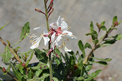 Bantam White Gaura (Gaura lindheimeri 'Bantam White') at Wolf's Blooms & Berries