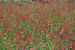 Hot Lips Sage (Salvia microphylla 'Hot Lips') at Wolf's Blooms & Berries