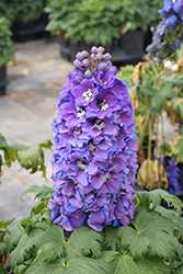 Guardian Blue Larkspur (Delphinium 'Guardian Blue') at Wolf's Blooms & Berries