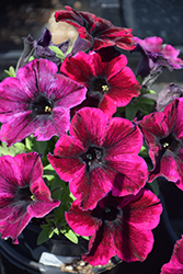 Crazytunia Cosmic Purple Petunia (Petunia 'Crazytunia Cosmic Purple') at Wolf's Blooms & Berries