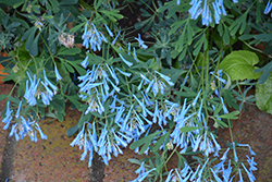 Hillier Porcelain Blue Corydalis (Corydalis flexuosa 'Hillier Porcelain Blue') at Wolf's Blooms & Berries