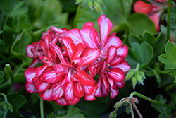 Ivy Leage Arctic Red Ivy Leaf Geranium (Pelargonium peltatum 'Ivy League Arctic Red') at Wolf's Blooms & Berries