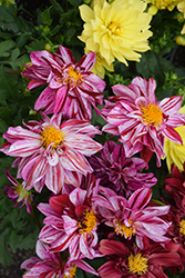 MegaBoom Berry Blast Dahlia (Dahlia 'MegaBoom Berry Blast') at Wolf's Blooms & Berries