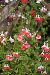 Hot Lips Sage (Salvia microphylla 'Hot Lips') at Wolf's Blooms & Berries