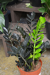 Raven ZZ Plant (Zamioculcas zamiifolia 'Dowon') at Wolf's Blooms & Berries