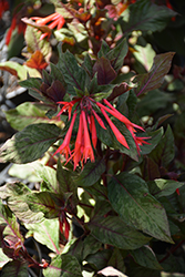 Firecracker Fuchsia (Fuchsia triphylla 'Firecracker') at Wolf's Blooms & Berries