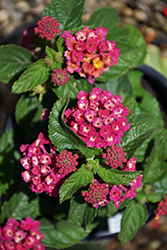 Bandana Cherry Sunrise Lantana (Lantana camara 'Bante Cheriasun') at Wolf's Blooms & Berries