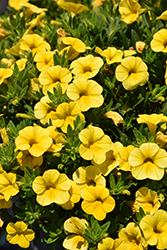 Callie Yellow Calibrachoa (Calibrachoa 'Callie Yellow') at Wolf's Blooms & Berries