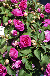 Rockapulco Purple Impatiens (Impatiens 'BALFIEPRIM') at Wolf's Blooms & Berries