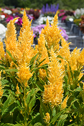 Kelos Fire Yellow Celosia (Celosia 'Kelos Fire Yellow') at Wolf's Blooms & Berries