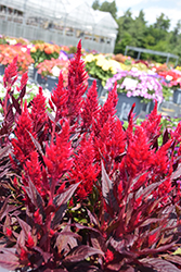 Kelos Fire Scarlet Celosia (Celosia 'Kelos Fire Scarlet') at Wolf's Blooms & Berries