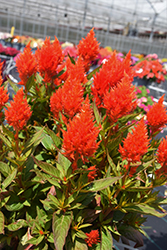 Kelos Fire Orange Celosia (Celosia 'Kelos Fire Orange') at Wolf's Blooms & Berries