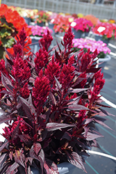 Kelos Fire Magenta Celosia (Celosia 'Kelos Fire Magenta') at Wolf's Blooms & Berries