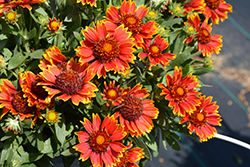 SpinTop Orange Halo Blanket Flower (Gaillardia aristata 'SpinTop Orange Halo') at Wolf's Blooms & Berries
