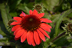SunMagic Vintage Ruby Coneflower (Echinacea 'SunMagic Vintage Ruby') at Wolf's Blooms & Berries