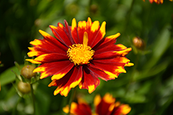 UpTick Red Tickseed (Coreopsis 'Baluptred') at Wolf's Blooms & Berries