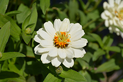 Profusion Double White Zinnia (Zinnia 'Profusion Double White') at Wolf's Blooms & Berries