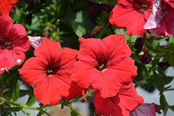 Surfinia Deep Red Petunia (Petunia 'Surfinia Deep Red') at Wolf's Blooms & Berries