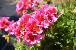 Calliope Large Rose Mega Splash Geranium (Pelargonium 'Calliope Large Rose Mega Splash') at Wolf's Blooms & Berries