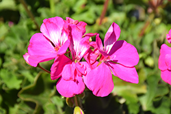 Calliope Large Hot Pink Geranium (Pelargonium 'Calliope Large Hot Pink') at Wolf's Blooms & Berries
