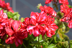Ivy Leage Arctic Red Ivy Leaf Geranium (Pelargonium peltatum 'Ivy League Arctic Red') at Wolf's Blooms & Berries