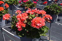 Mojo Salmon Geranium (Pelargonium 'Mojo Salmon') at Wolf's Blooms & Berries