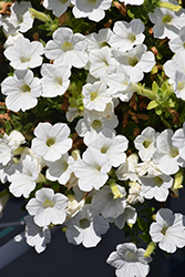 Dekko White Petunia (Petunia 'Dekko White') at Wolf's Blooms & Berries