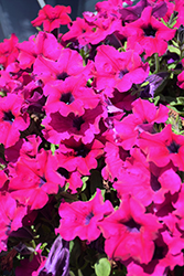 Sanguna Mega Purple Petunia (Petunia 'Sanguna Mega Purple') at Wolf's Blooms & Berries