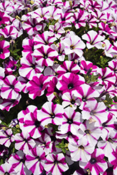 Shortcake Blueberry Petunia (Petunia 'Shortcake Blueberry') at Wolf's Blooms & Berries