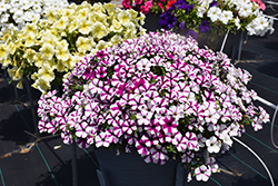 Shortcake Blueberry Petunia (Petunia 'Shortcake Blueberry') at Wolf's Blooms & Berries