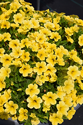 Calipetite Yellow Calibrachoa (Calibrachoa 'Calipetite Yellow') at Wolf's Blooms & Berries