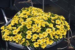 Calipetite Yellow Calibrachoa (Calibrachoa 'Calipetite Yellow') at Wolf's Blooms & Berries