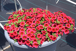 Calipetite Red Calibrachoa (Calibrachoa 'Calipetite Red') at Wolf's Blooms & Berries