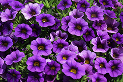 Calipetite Blue Calibrachoa (Calibrachoa 'Calipetite Blue') at Wolf's Blooms & Berries