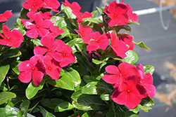 Blockbuster Crimson Vinca (Catharanthus roseus 'Blockbuster Crimson') at Wolf's Blooms & Berries