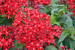 Graffiti OG Red Velvet Star Flower (Pentas lanceolata 'Graffiti OG Red Velvet') at Wolf's Blooms & Berries