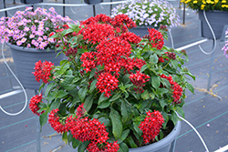 Graffiti OG Red Velvet Star Flower (Pentas lanceolata 'Graffiti OG Red Velvet') at Wolf's Blooms & Berries