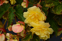 Illumination Lemon Begonia (Begonia 'Illumination Lemon') at Wolf's Blooms & Berries