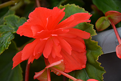 Illumination Rose Begonia (Begonia 'Illumination Rose') at Wolf's Blooms & Berries
