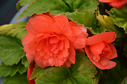 Illumination Salmon Pink Begonia (Begonia 'Illumination Salmon Pink') at Wolf's Blooms & Berries
