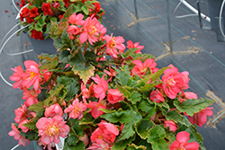 Nonstop Joy Rose Picotee Begonia (Begonia 'Nonstop Joy Rose Picotee') at Wolf's Blooms & Berries