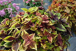 Premium Sun Pineapple Surprise Coleus (Solenostemon scutellarioides 'Pineapple Surprise') at Wolf's Blooms & Berries