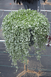 Silver Falls Dichondra (Dichondra argentea 'Silver Falls') at Wolf's Blooms & Berries