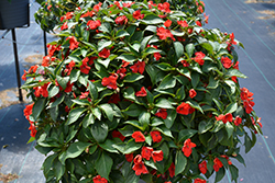 Beacon Bright Red Impatiens (Impatiens walleriana 'PAS1413665') at Wolf's Blooms & Berries