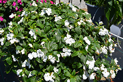 Beacon White Impatiens (Impatiens walleriana 'PAS1357832') at Wolf's Blooms & Berries