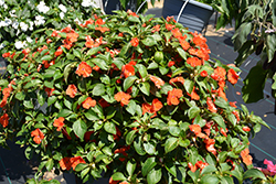 Beacon Orange Impatiens (Impatiens walleriana 'PAS1377331') at Wolf's Blooms & Berries