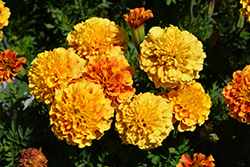 Strawberry Blonde Marigold (Tagetes patula 'Strawberry Blonde') at Wolf's Blooms & Berries