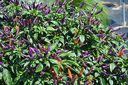 Sangria Ornamental Pepper (Capsicum annuum 'Sangria') at Wolf's Blooms & Berries